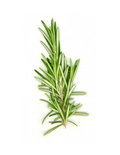 Етерично масло от розмарин - био - 10 мл 2