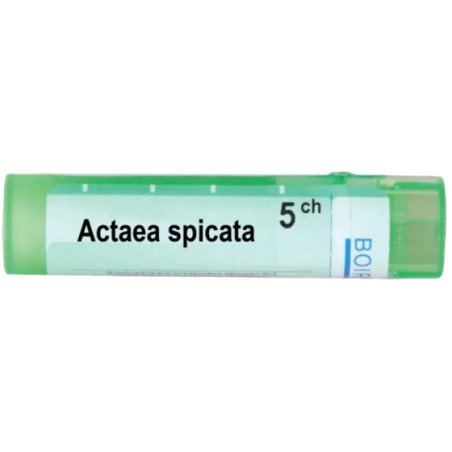 Actaea spicata 5 ch