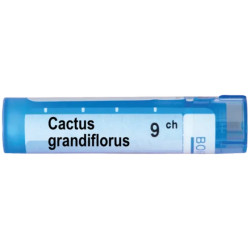 Cactus grandiflorus 9 ch