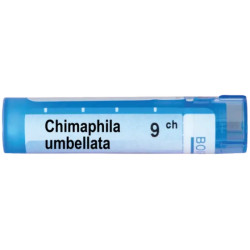 Chimaphila umbellata 9 ch