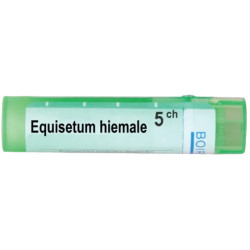 Equisetum hiemale 5 ch