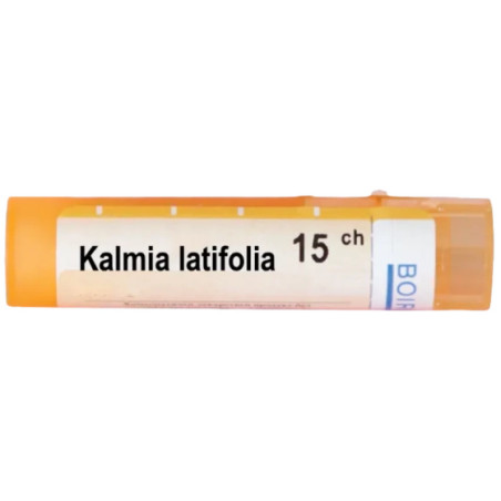Kalmia latifolia 15 ch