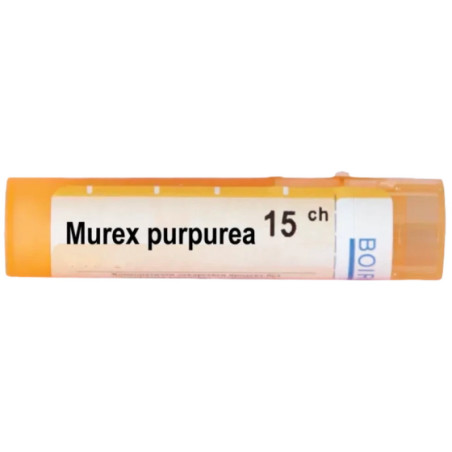 Murex purpurea 15 ch