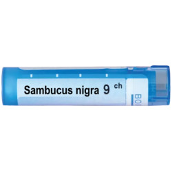 Sambucus nigra 9 ch