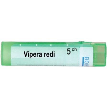 Vipera redi 5 ch